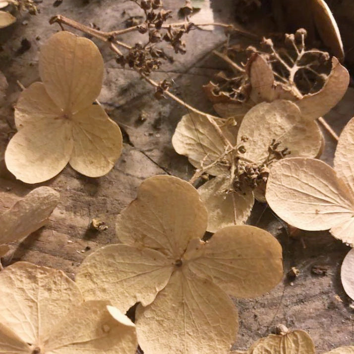 Dried flowers used for imprinting metal